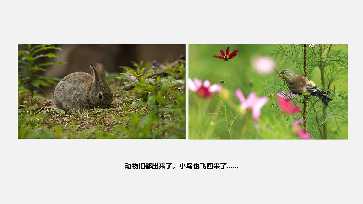 大班《春日美景》+课件第7页