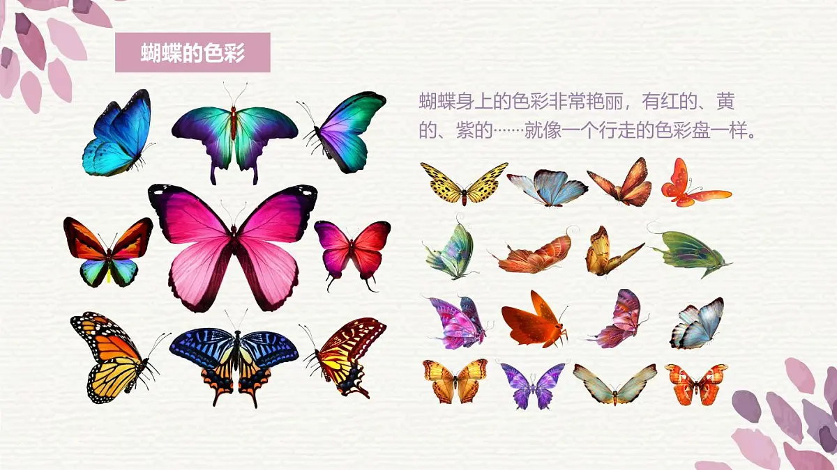 大班《蝴蝶翩翩飞》+课件第8页