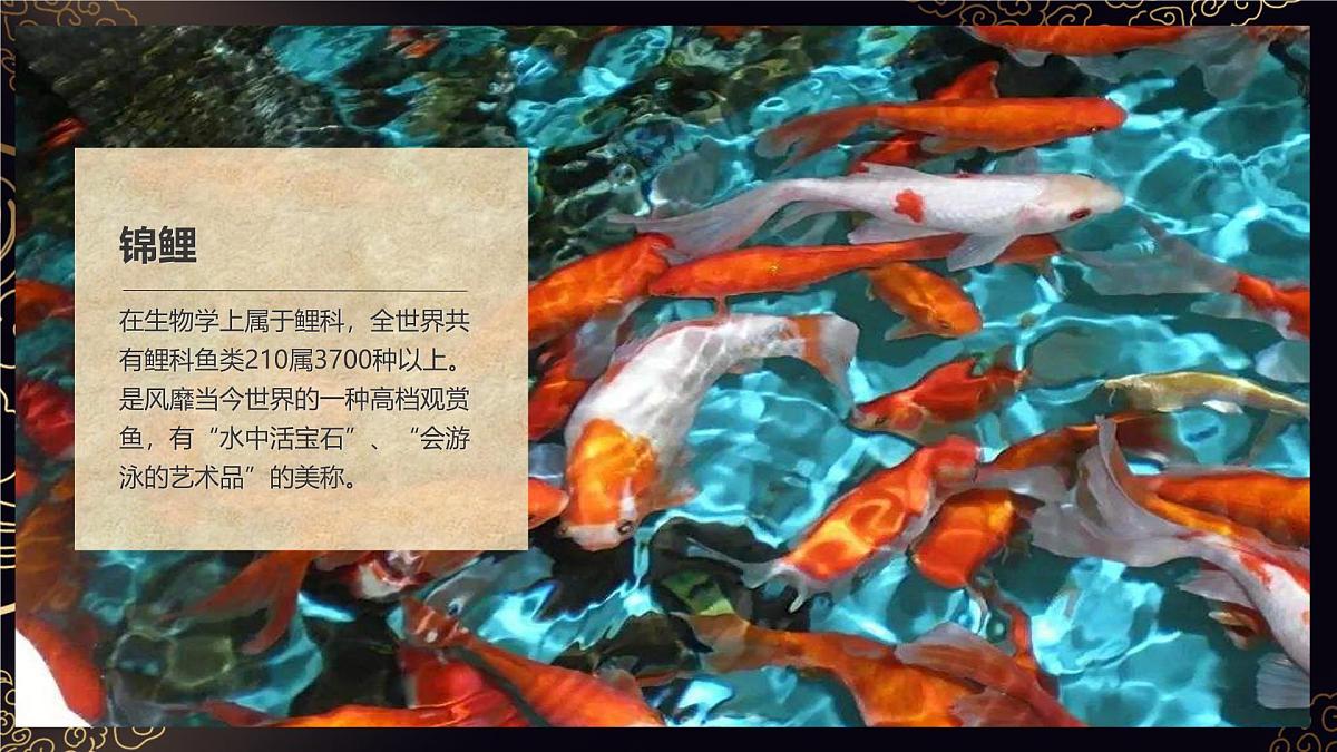 大班《荷间锦鲤》+课件第4页