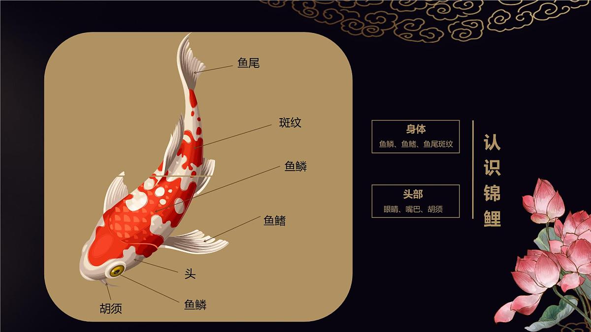 大班《荷间锦鲤》+课件第5页