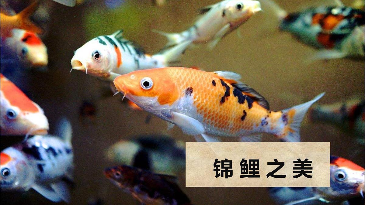 大班《荷间锦鲤》+课件第6页
