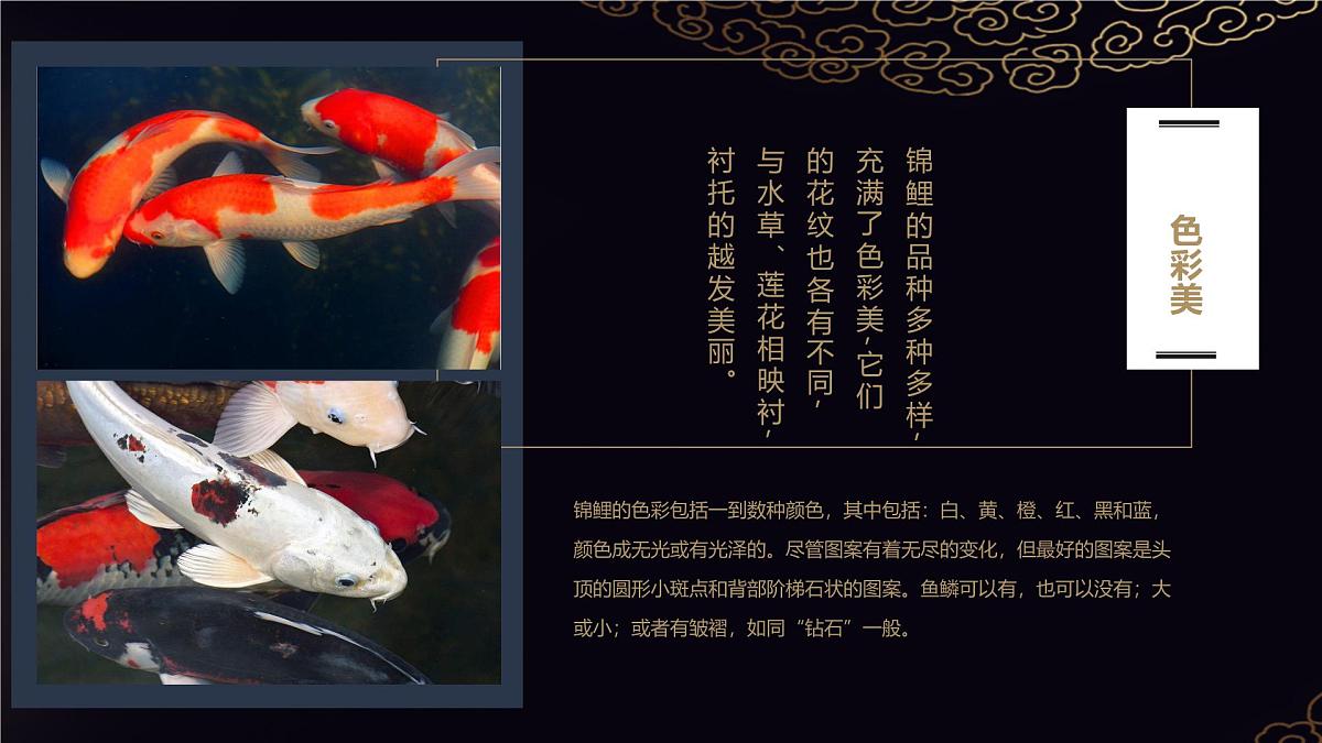 大班《荷间锦鲤》+课件第7页