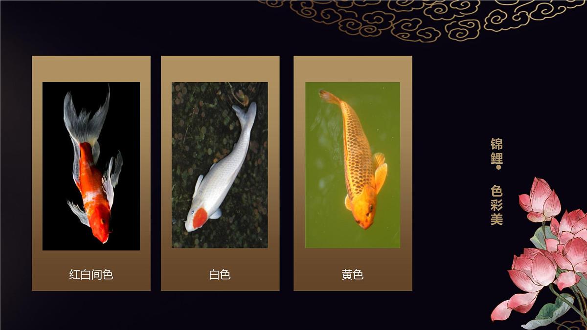 大班《荷间锦鲤》+课件第8页