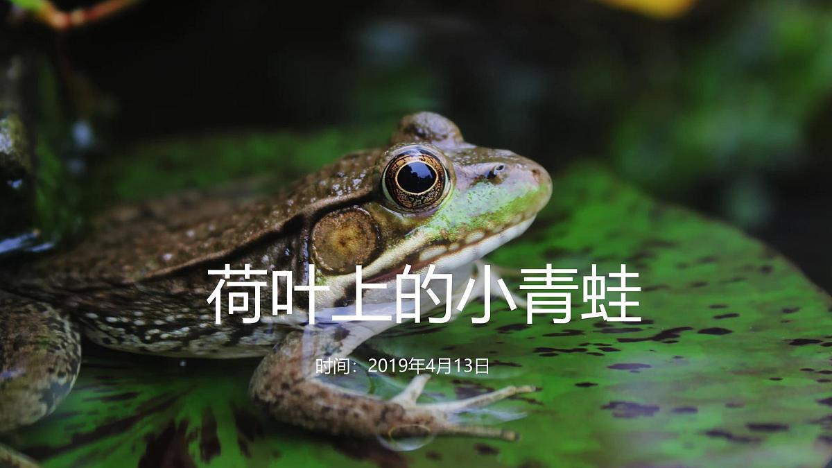 大班《荷叶上的小青蛙》+课件第1页