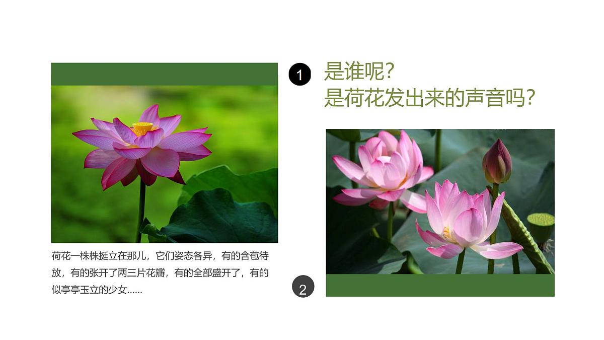 大班《荷叶上的小青蛙》+课件第4页