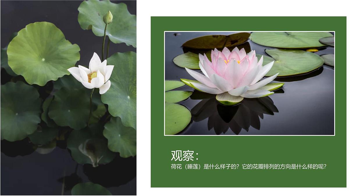 大班《荷叶上的小青蛙》+课件第5页