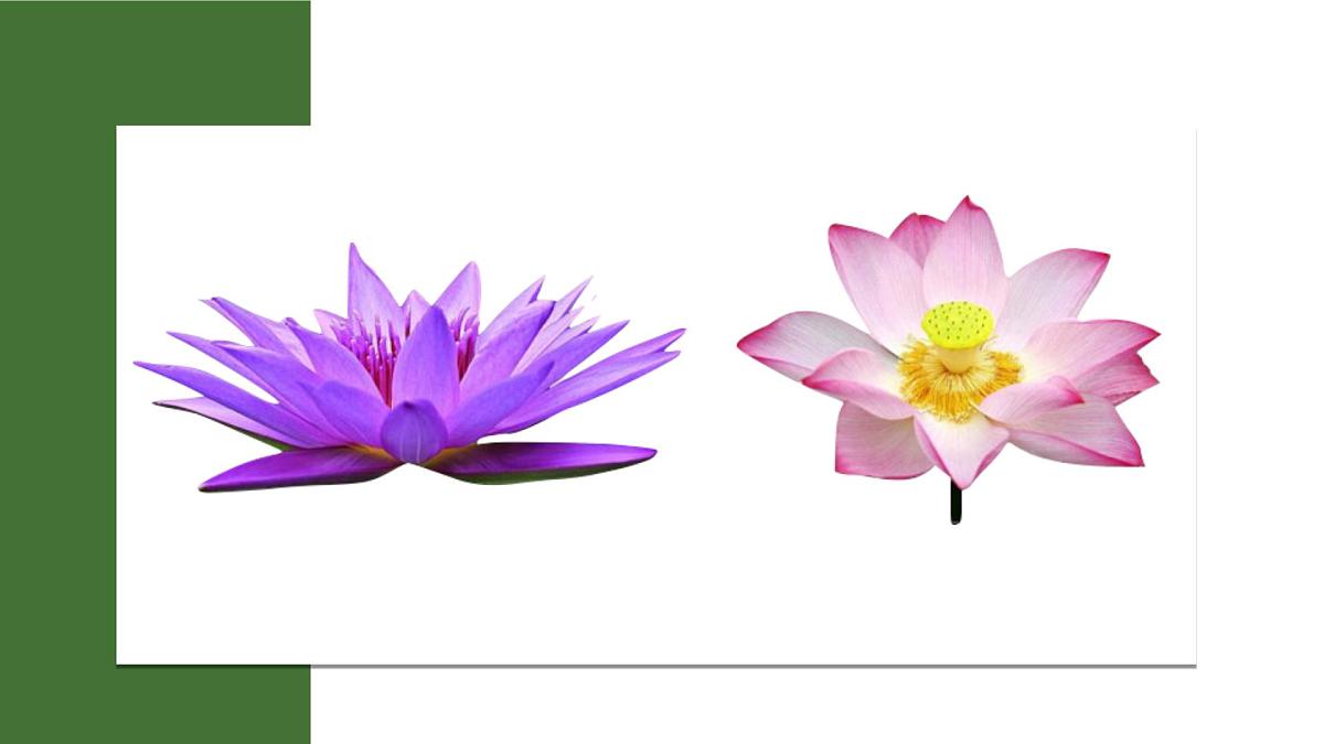 大班《荷叶上的小青蛙》+课件第6页
