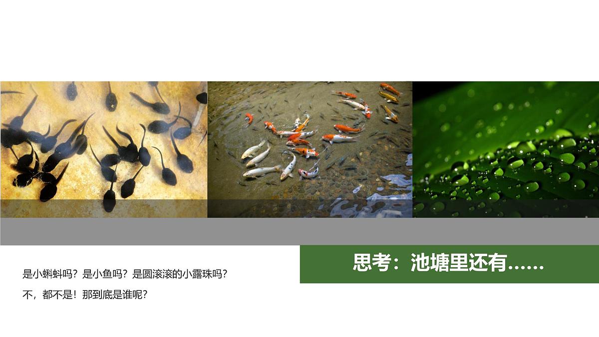 大班《荷叶上的小青蛙》+课件第8页