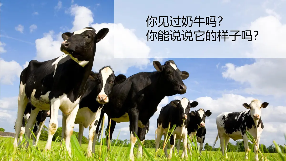 大班《牧场里的奶牛》+课件第4页