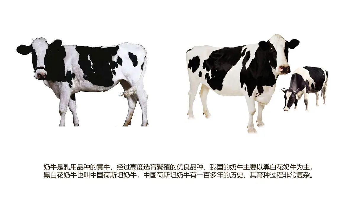 大班《牧场里的奶牛》+课件第5页