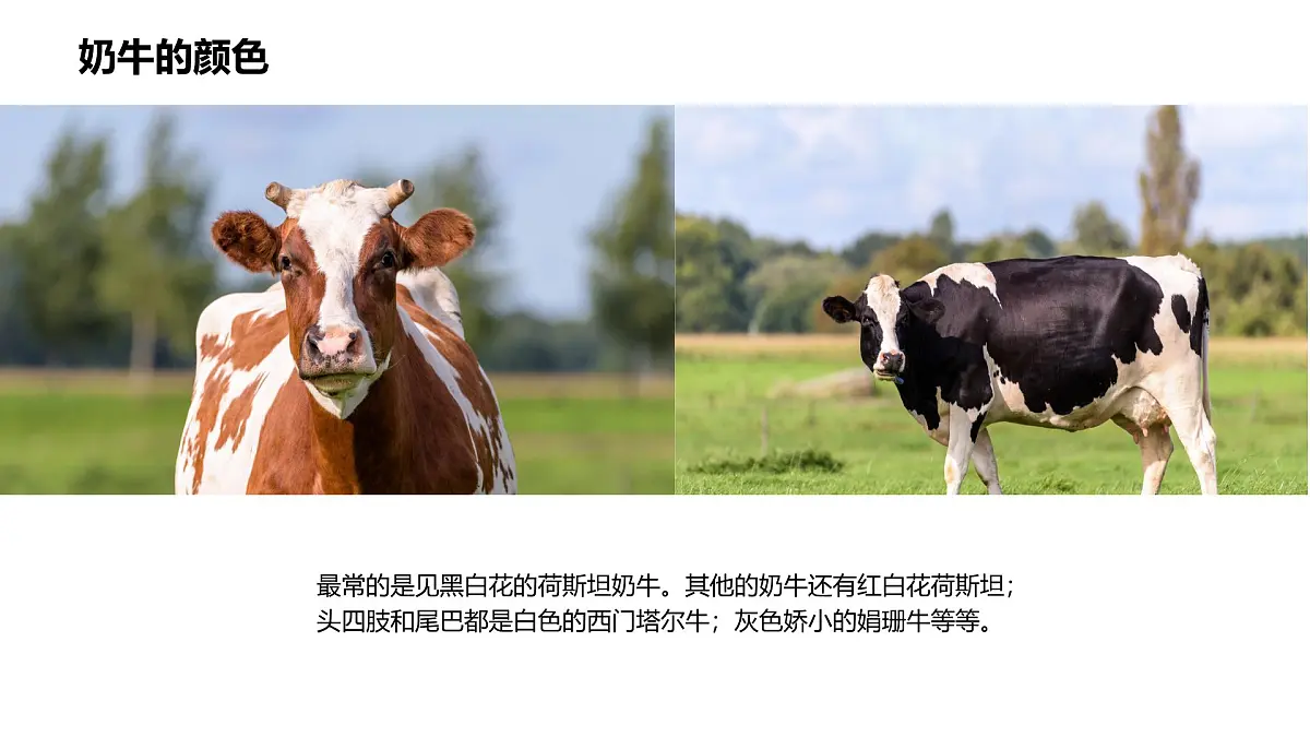 大班《牧场里的奶牛》+课件第7页