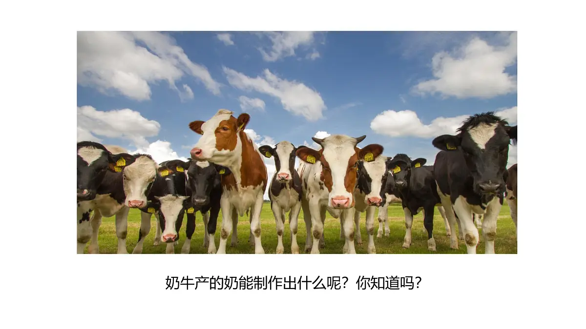 大班《牧场里的奶牛》+课件第8页