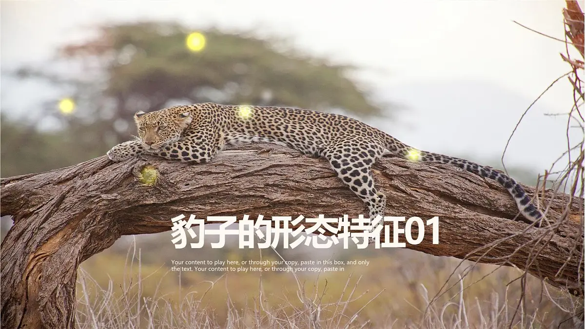 大班《林中花豹》+课件第3页
