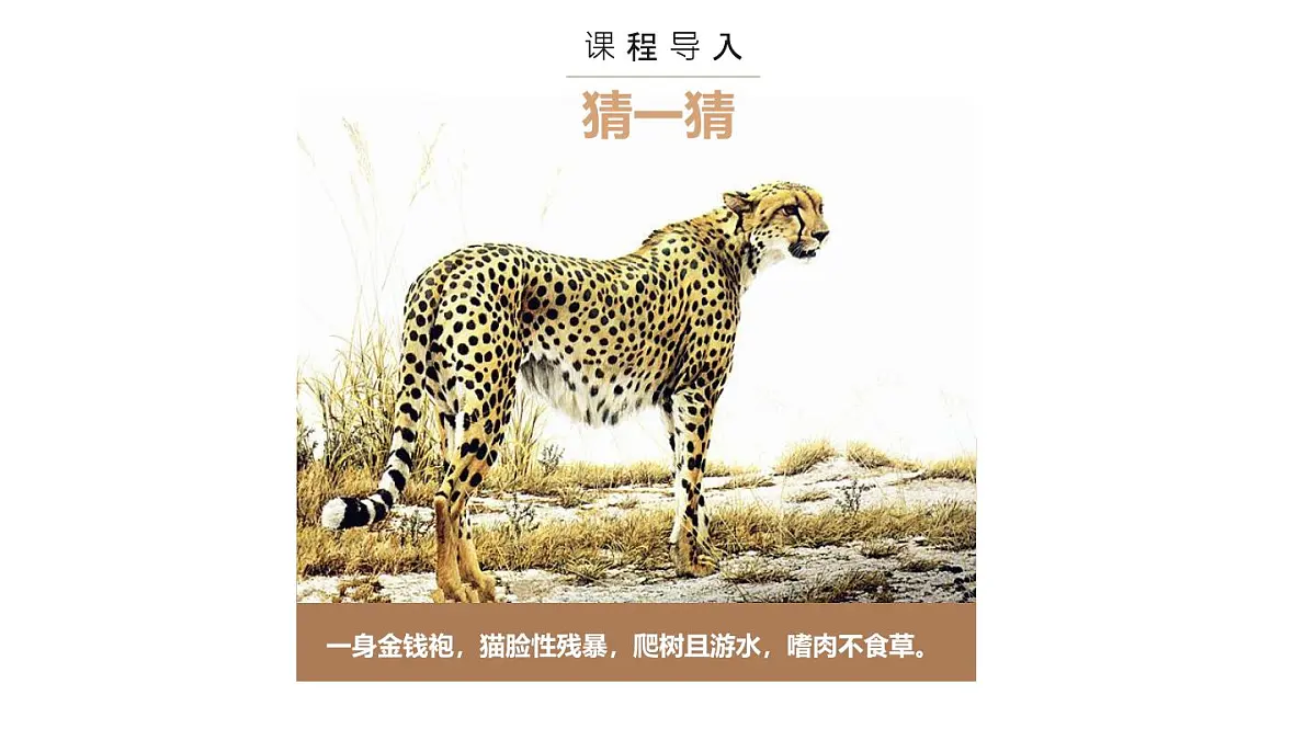 大班《林中花豹》+课件第4页