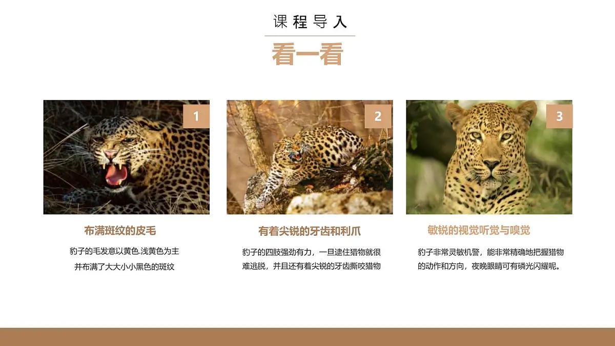 大班《林中花豹》+课件第6页