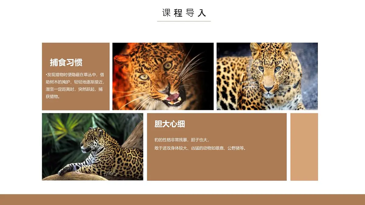 大班《林中花豹》+课件第7页