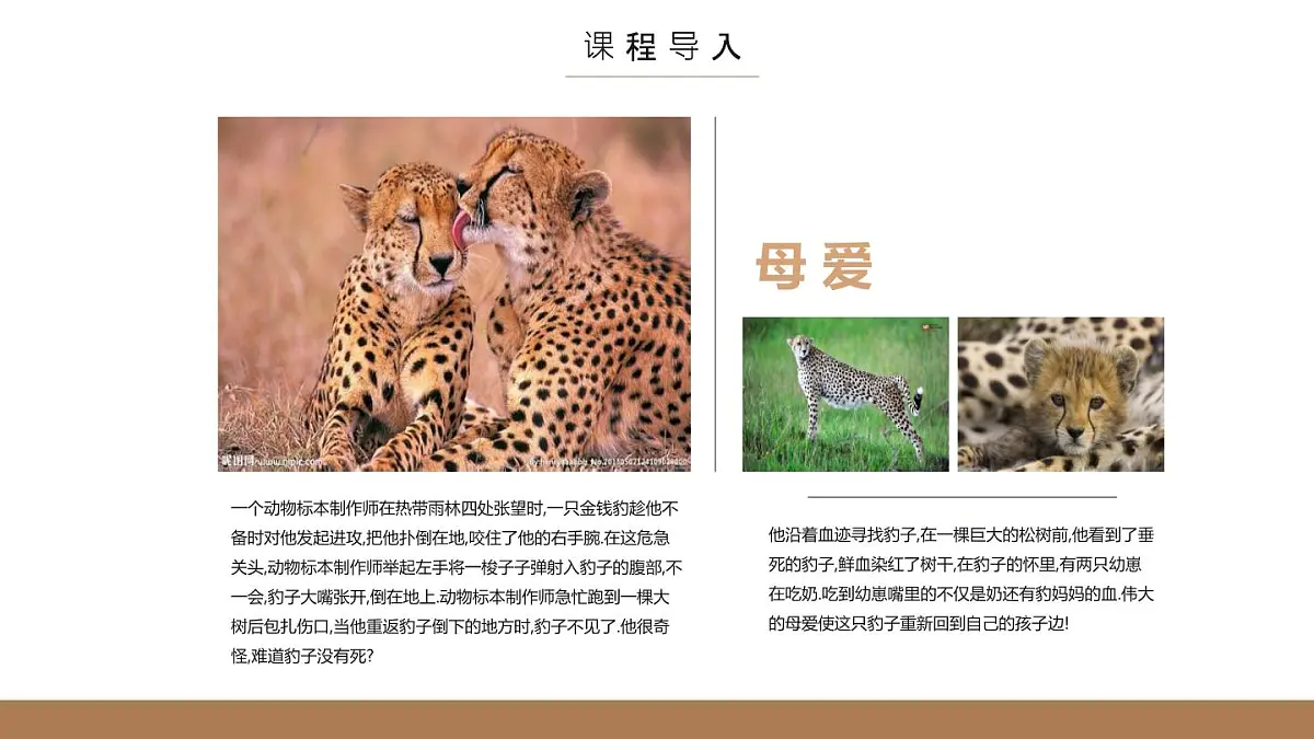 大班《林中花豹》+课件第8页