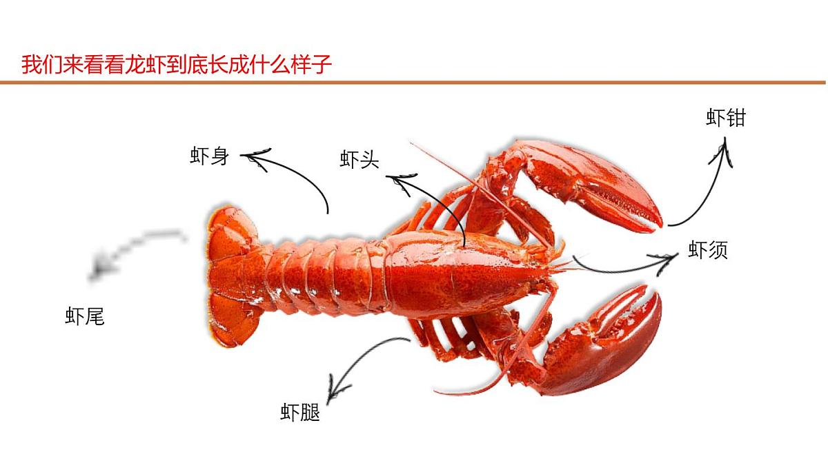 大班《水中的龙虾》+课件第5页
