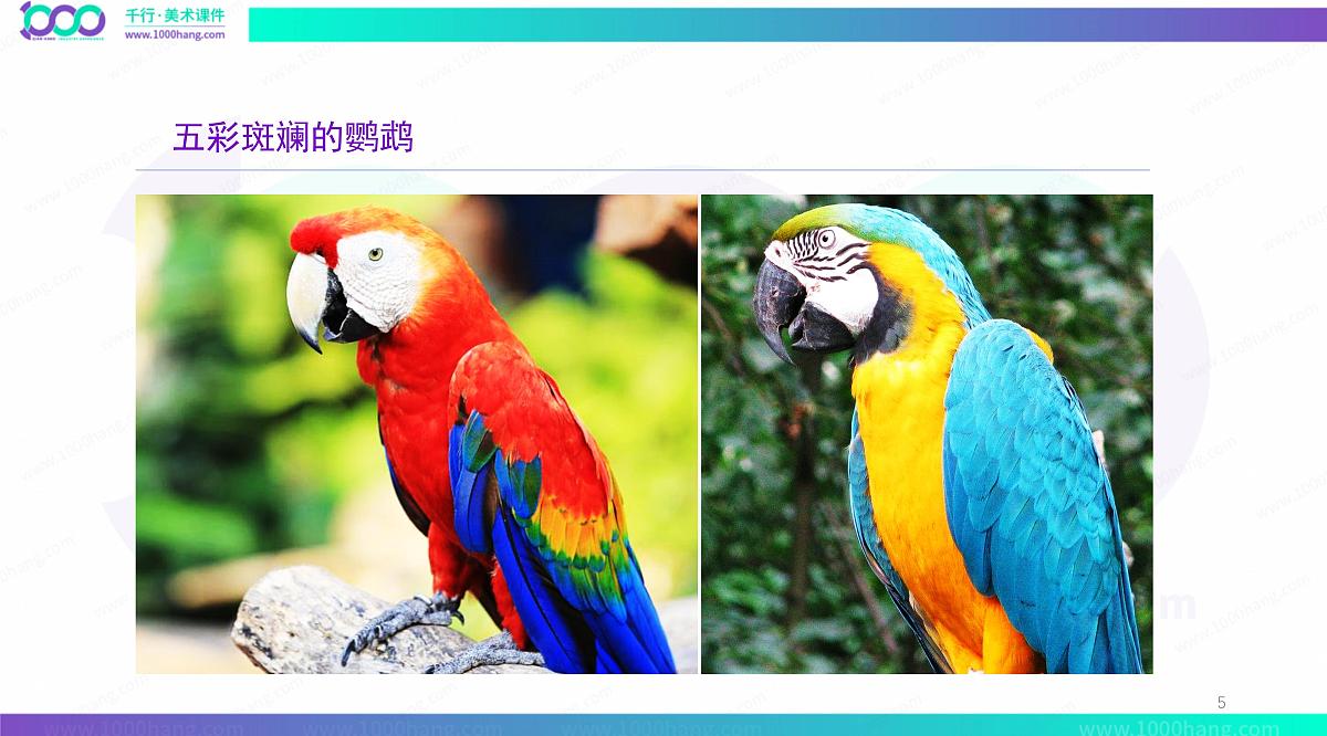 大班《鹦鹉彩纸纸》+课件第5页