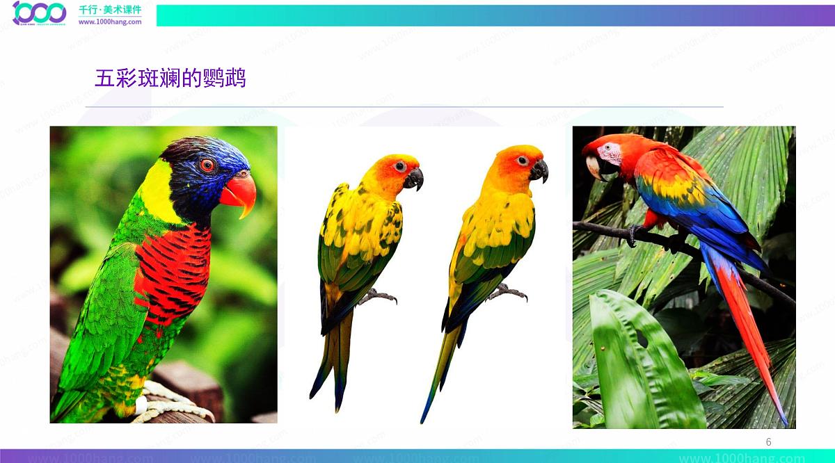 大班《鹦鹉彩纸纸》+课件第6页