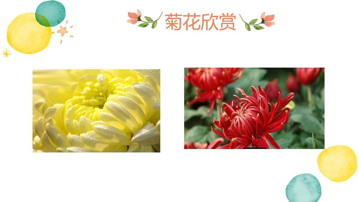 大班  美丽的菊花》+课件第6页