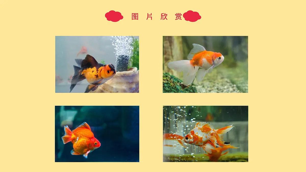 大班《小金鱼》+课件第6页