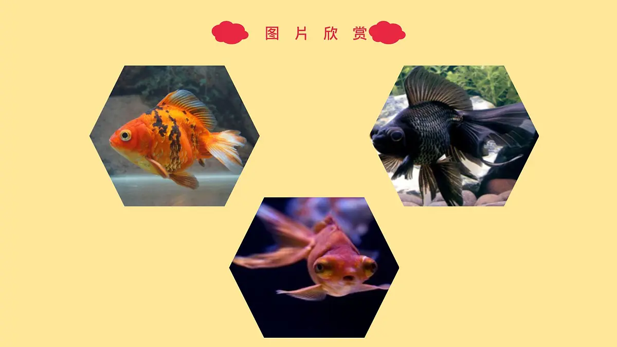 大班《小金鱼》+课件第7页