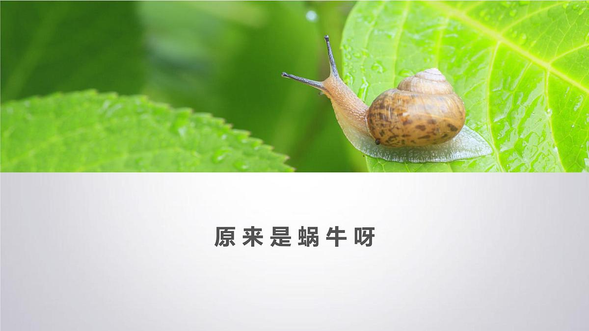 大班《小小蜗牛》+课件第3页