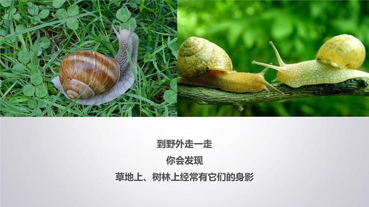 大班《小小蜗牛》+课件第4页