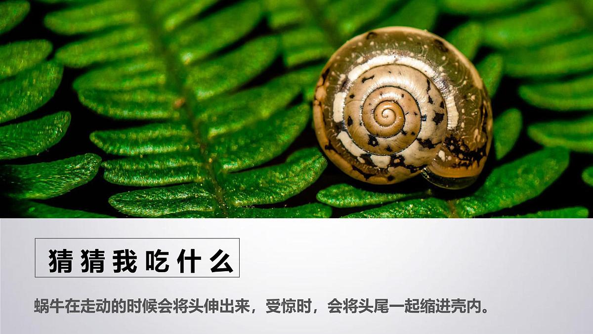大班《小小蜗牛》+课件第5页