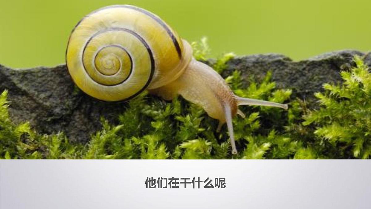 大班《小小蜗牛》+课件第6页