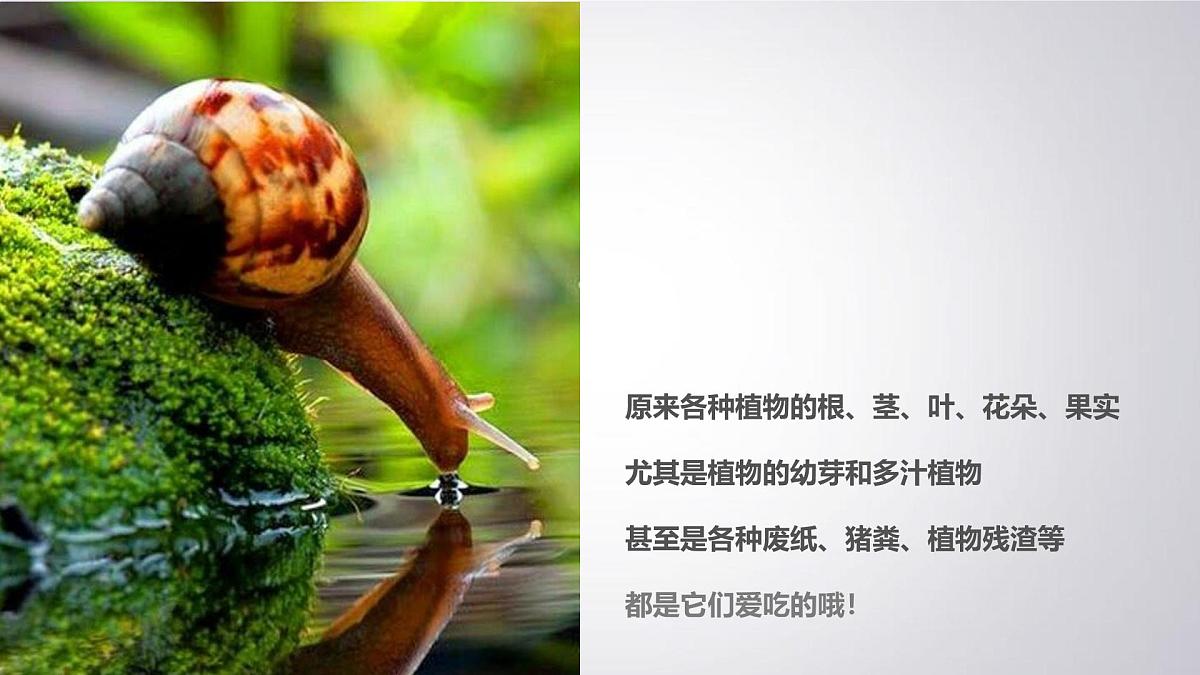 大班《小小蜗牛》+课件第7页