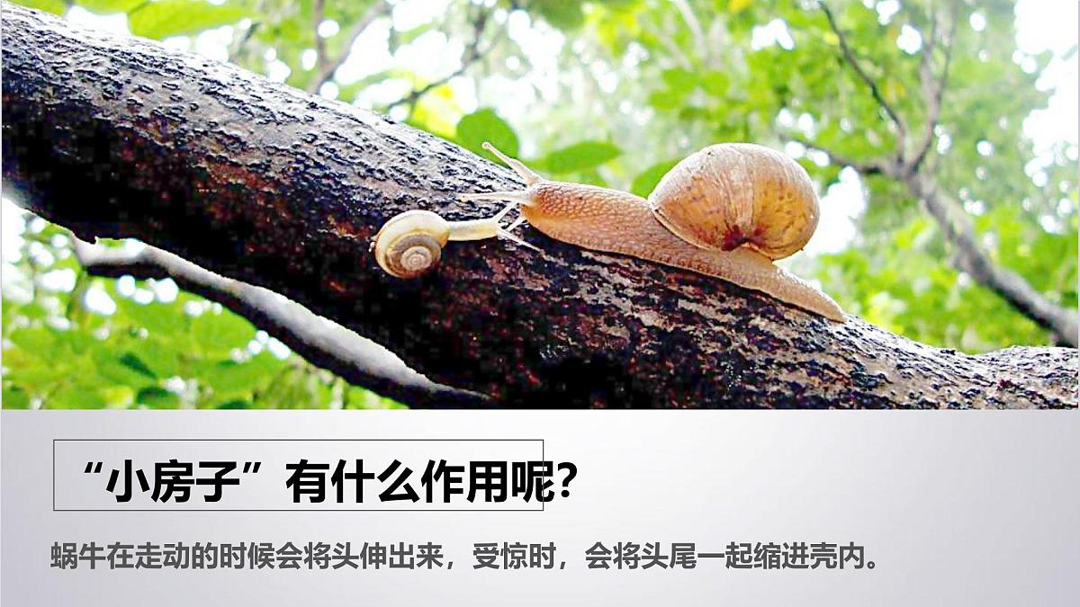 大班《小小蜗牛》+课件第8页