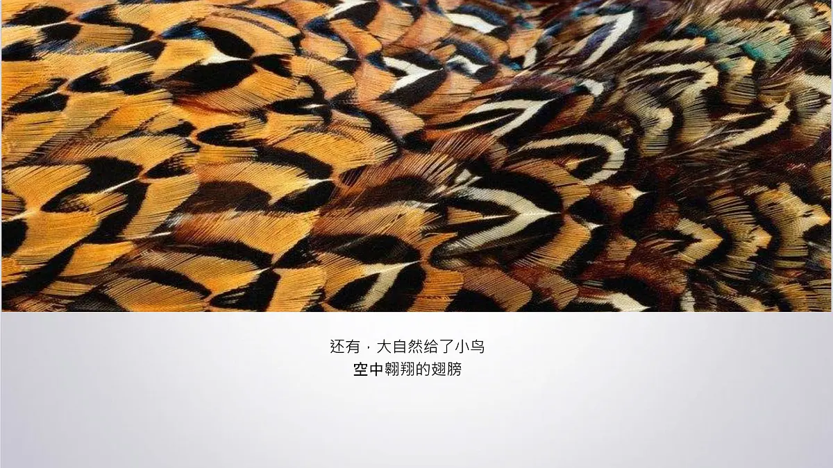 大班《自由飞翔》+课件第4页
