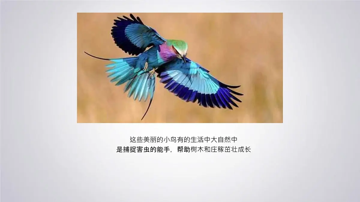 大班《自由飞翔》+课件第6页