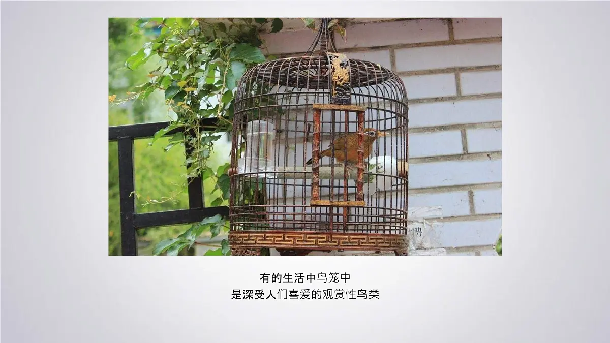 大班《自由飞翔》+课件第7页