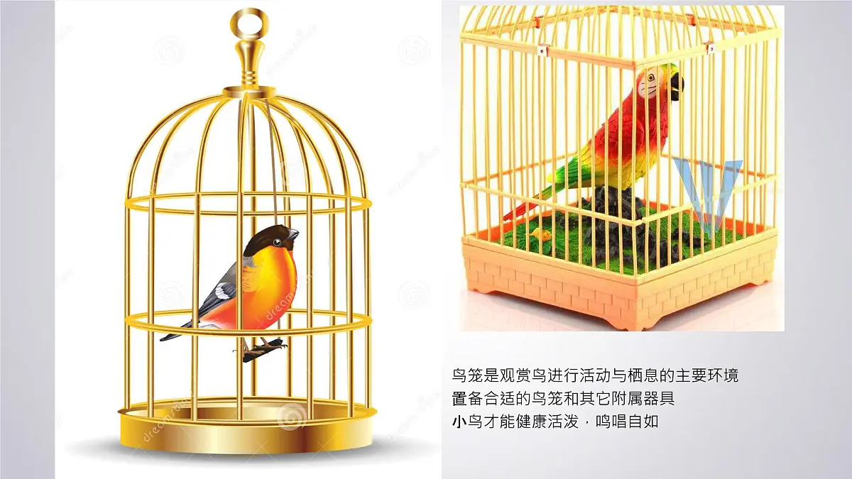 大班《自由飞翔》+课件第8页