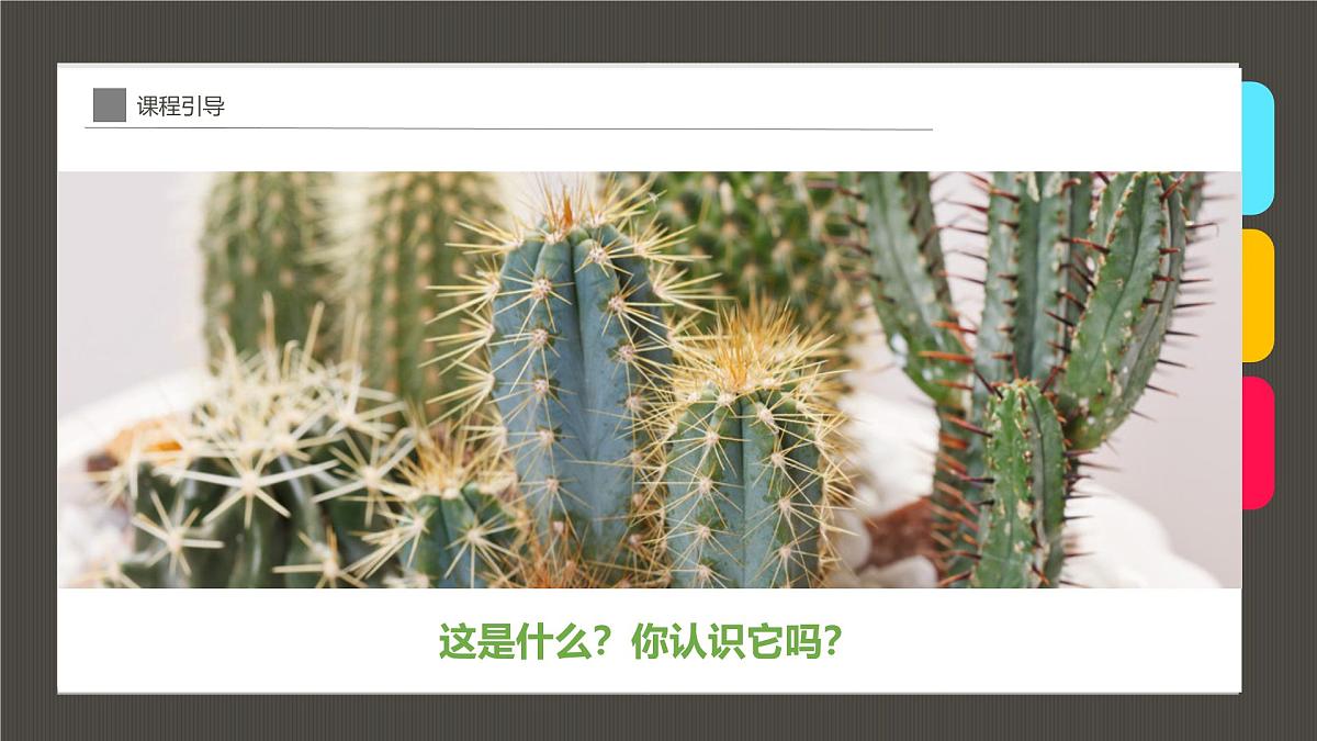 大班《花盆里的仙人掌》+课件第4页