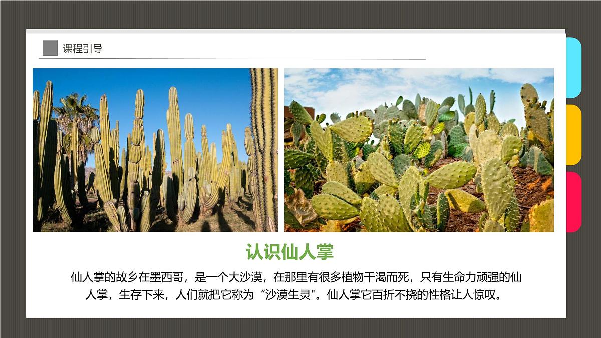 大班《花盆里的仙人掌》+课件第5页
