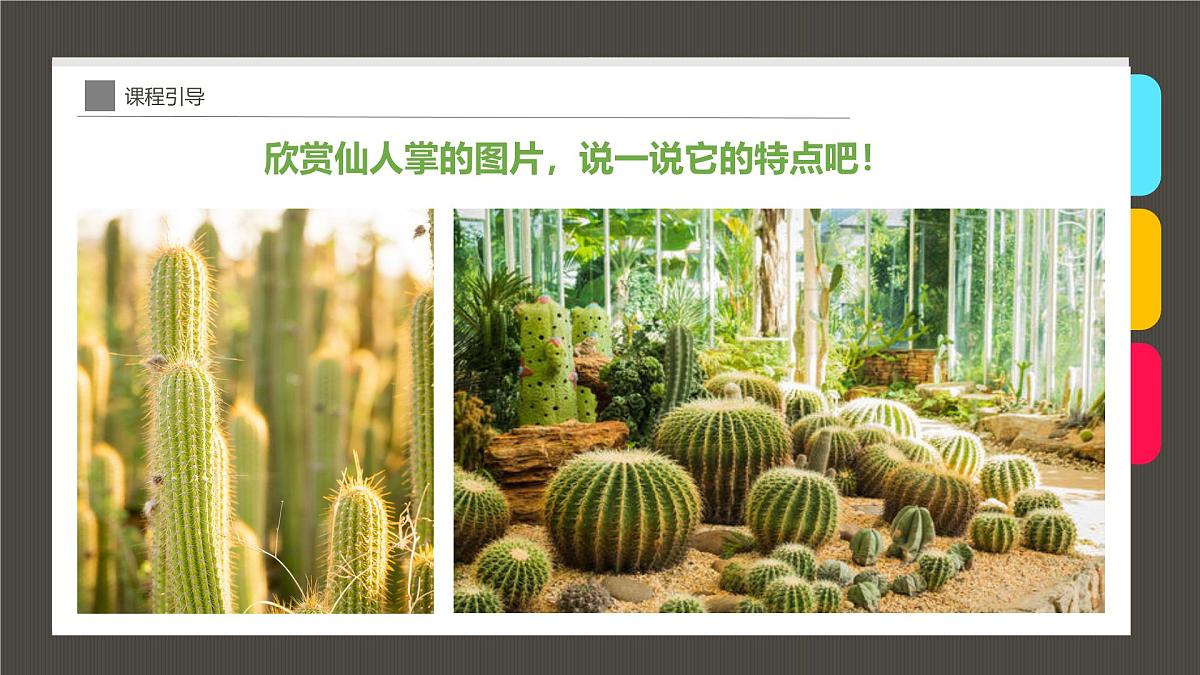 大班《花盆里的仙人掌》+课件第6页