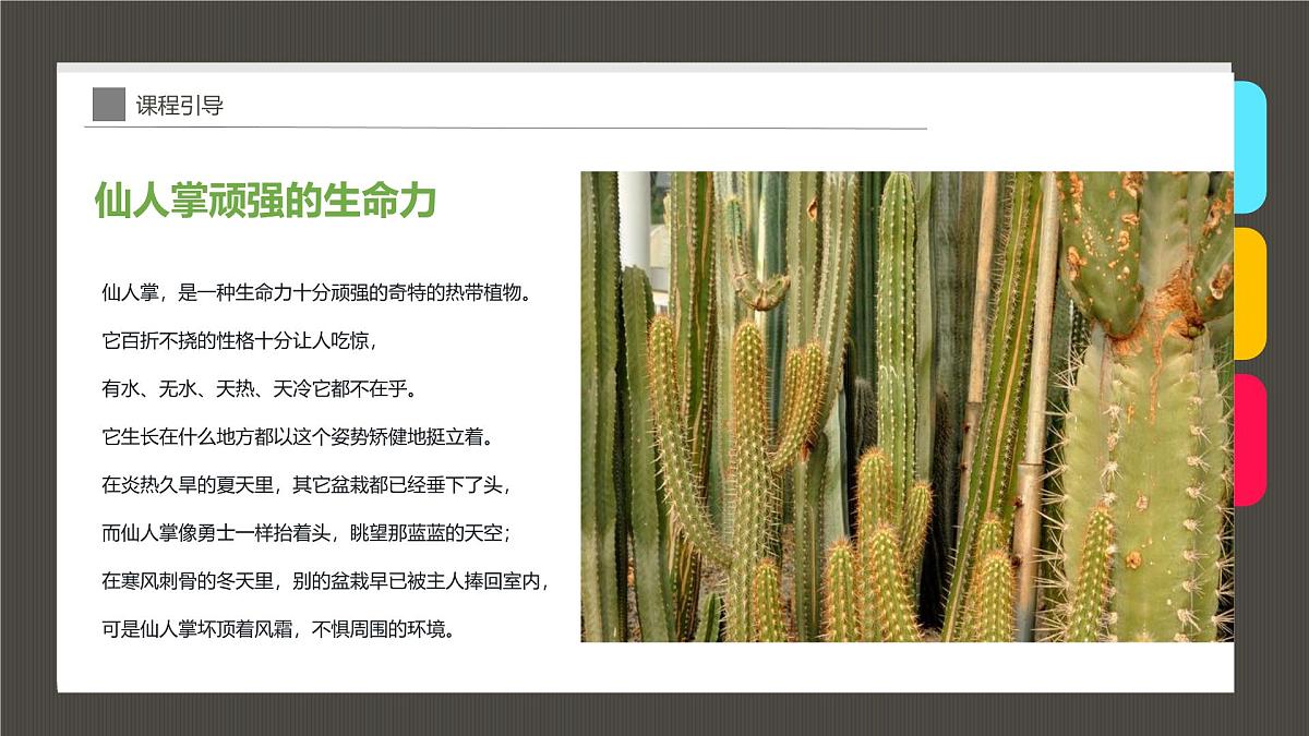 大班《花盆里的仙人掌》+课件第7页