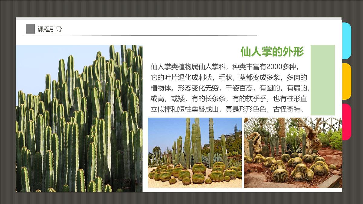 大班《花盆里的仙人掌》+课件第8页