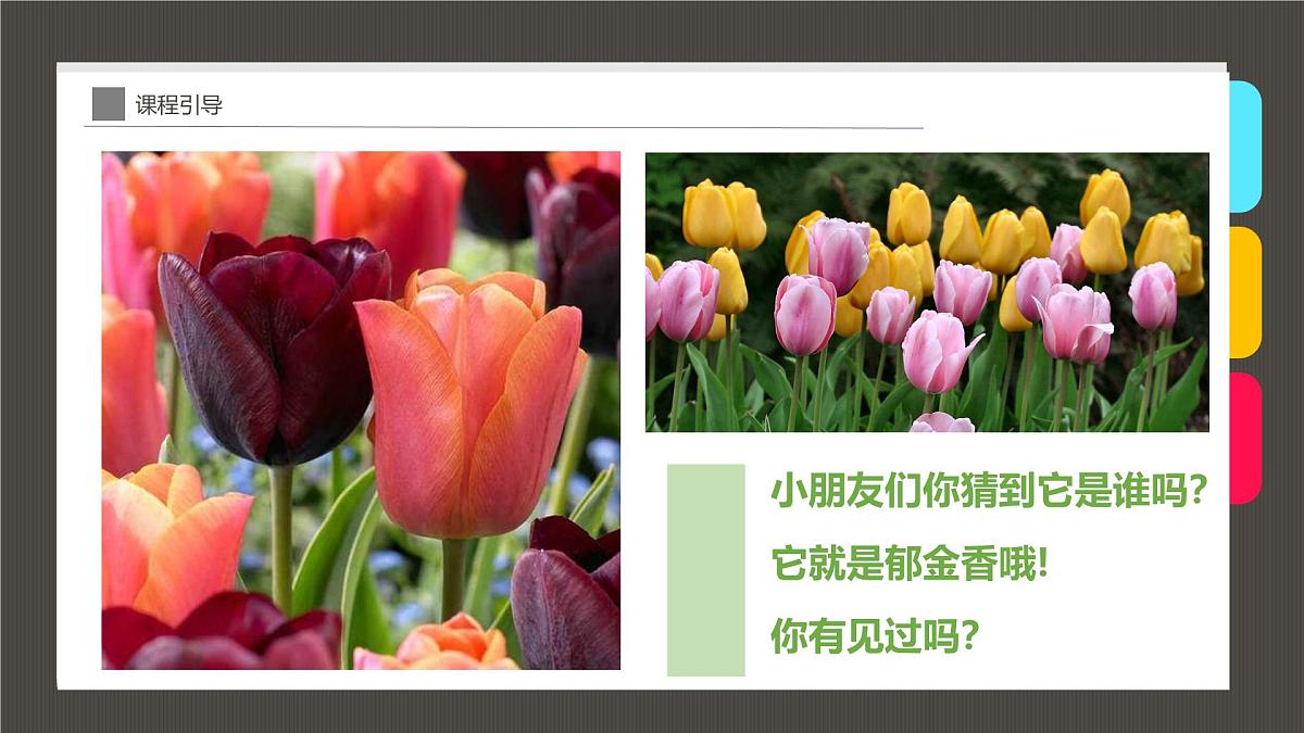 大班《花瓶中的郁金香》+课件第5页