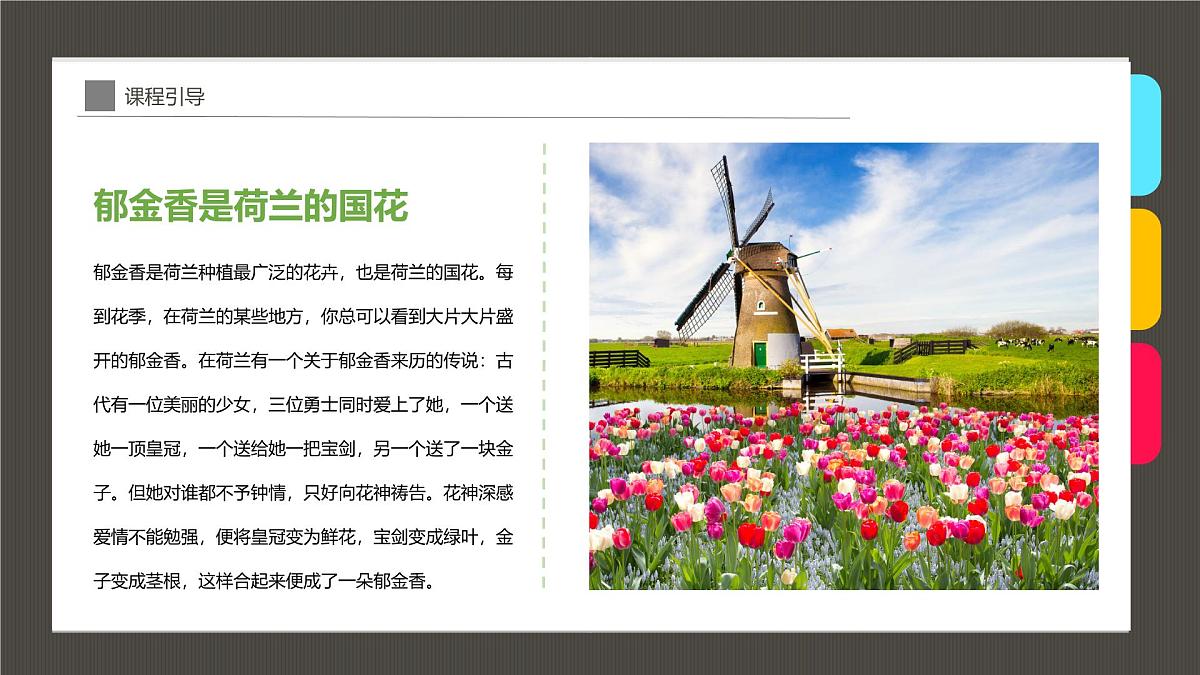 大班《花瓶中的郁金香》+课件第6页