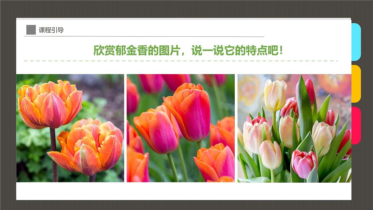 大班《花瓶中的郁金香》+课件第7页