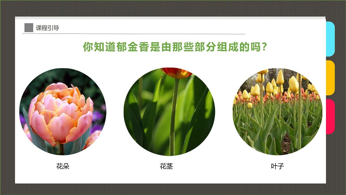 大班《花瓶中的郁金香》+课件第8页