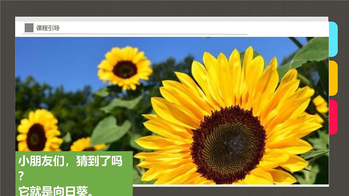 大班《向日葵》+课件第5页