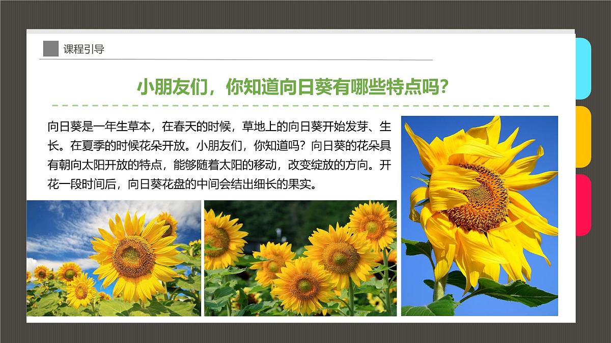 大班《向日葵》+课件第6页