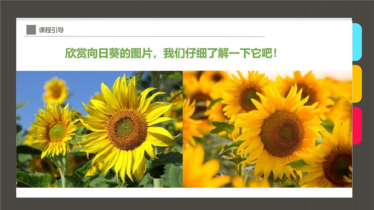 大班《向日葵》+课件第7页