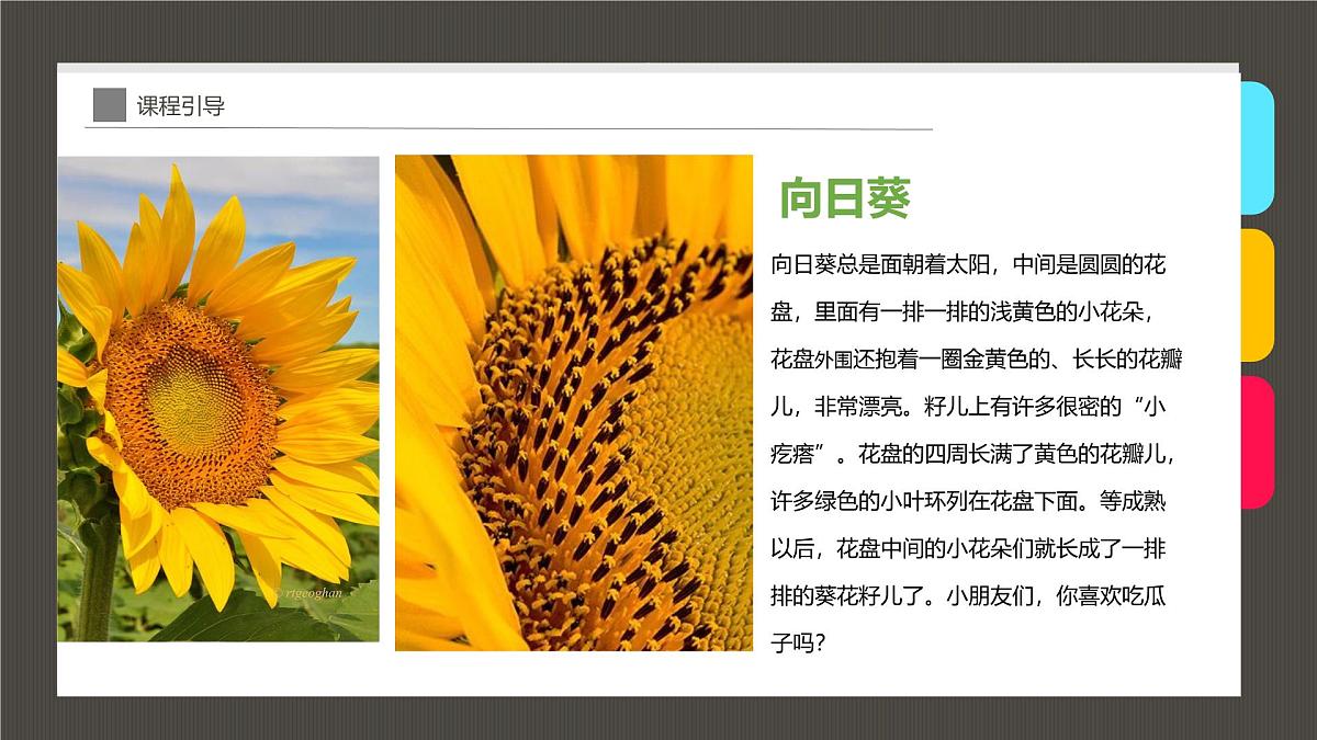 大班《向日葵》+课件第8页